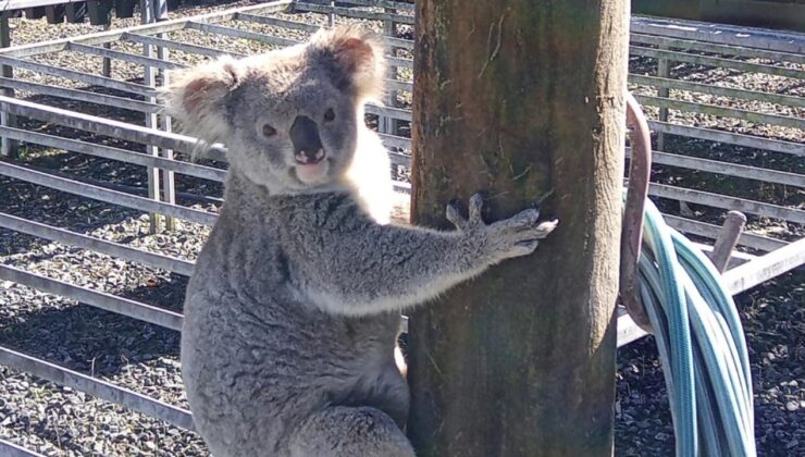 Fidanlıktaki “fide hırsızı”nın koala olduğu ortaya çıktı