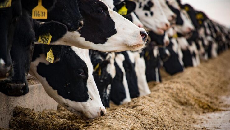 Et ve Süt Kurumu’ndan ‘Üreticilerin ceza ödediği’ iddialarına açıklama
