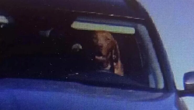 Köpeği direksiyon başında görüntülenen araç sahibine para cezası