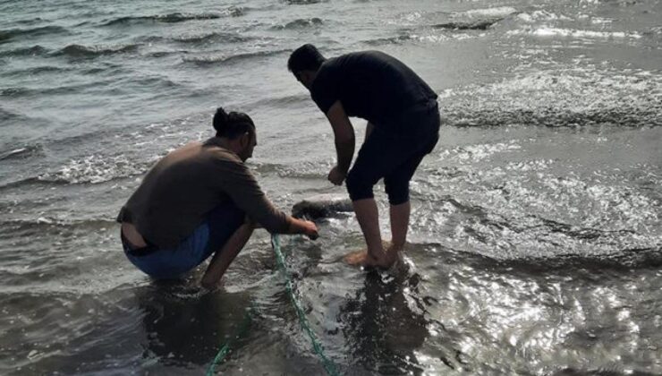 Adana’da kaçak ağa takılan deniz kaplumbağası kurtarıldı