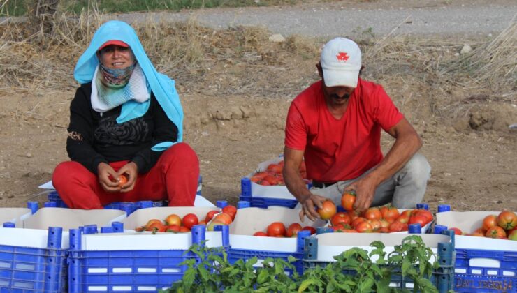 Datça’da güz domatesi hasadına başlandı