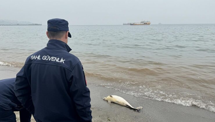 Tekirdağ’da kıyıya ölü yunus vurdu