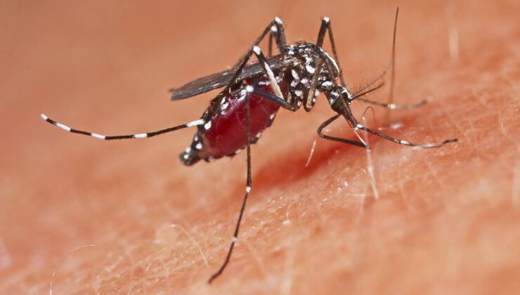 Avrupa’da sivrisinek kaynaklı salgın alarmı