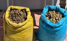 Elazığ’da 98 kilogram salep soğanı toplayan 4 kişi yakalandı