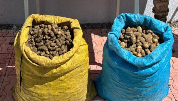 Elazığ’da 98 kilogram salep soğanı toplayan 4 kişi yakalandı