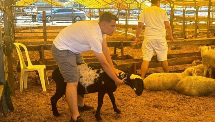 İstanbul’da bayramın 3. gününde kurbanlık alma telaşı sürdü