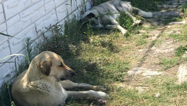 Şanlıurfa’da sahipsiz köpeklerin saldırısına uğrayan çocuk yaralandı