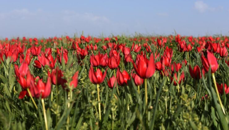 Bu yıl 51 çeşit bitki tescil edildi