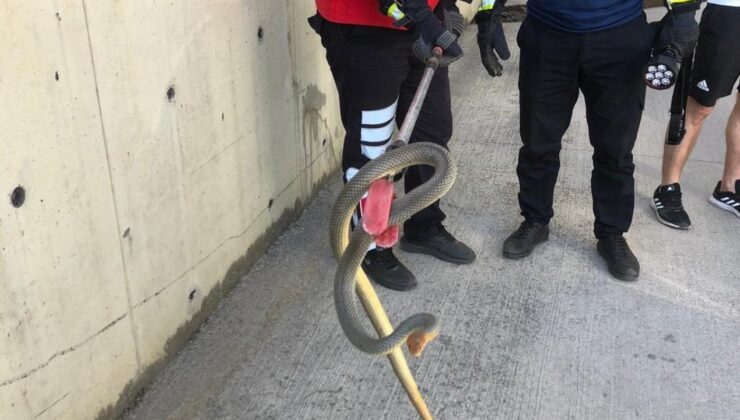 2 metrelik yılan otoparkta paniğe neden oldu