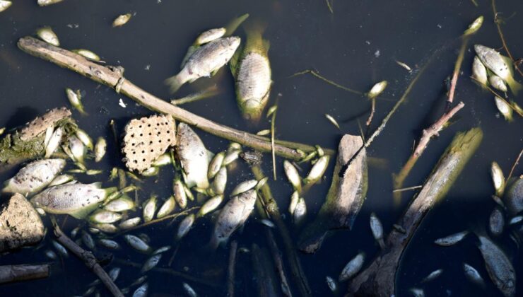 Gediz Nehri’ndeki balık ölümleriyle ilgili inceleme başlatıldı