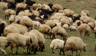 Yunanistan’da çiçek hastalığı nedeniyle koyun ve keçilerin taşınmasına yasak geldi