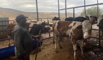 Manisa’da kaçan inek, Denizli’de yakalandı