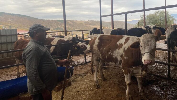 Manisa’da kaçan inek, Denizli’de yakalandı