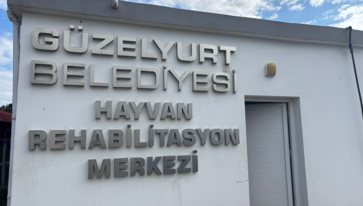 Sokak hayvanları kısırlaştırılıyor…Projenin Güzelyurt ayağı başladı