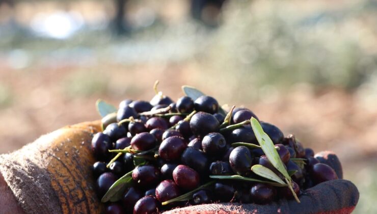 Türkiye’nin zeytin üretimi 2024’te rekora ulaştı