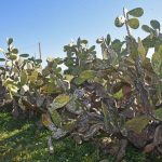 Babutsa koşniline karşı doğaya ilk kez avcı böcek bırakıldı