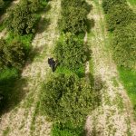 Asya turunçgil psillidine karşı biyolojik mücadele sürüyor