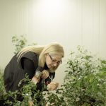 Asya turunçgil psillidine karşı biyolojik mücadele sürüyor